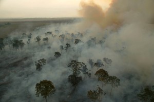 burning the Amazon Rainforest