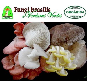 fungi_brasilis2
